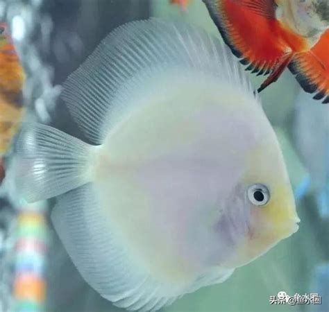 七彩神仙魚飼養入門|七彩神仙的水質管理 